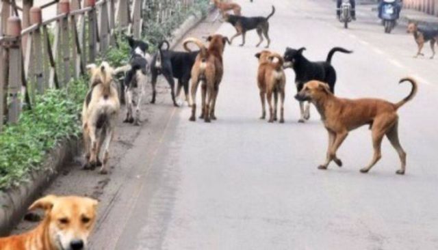 ಬೀದಿ ನಾಯಿಗಳ ಮಾರಣಹೋಮ ಪ್ರಕರಣ: ಶಿವಮೊಗ್ಗ ಜಿಲ್ಲೆಯ ಕಂಬದಾಳ ಹೊಸೂರು ಗ್ರಾ.ಪಂ. ವಿರುದ್ಧ ಪ್ರಕರಣ ದಾಖಲು