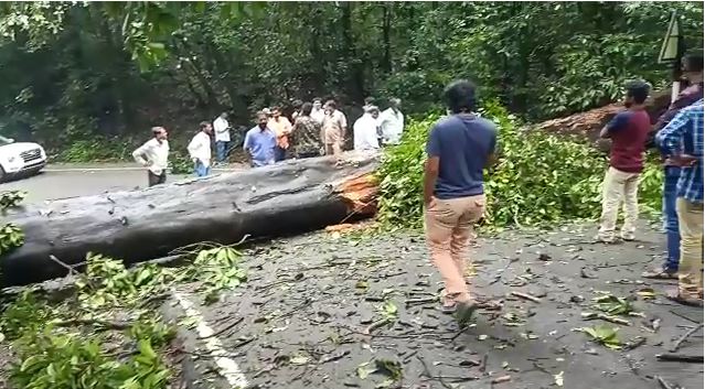 ಆಗುಂಬೆ ಘಾಟಿಯ 3ನೇ ತಿರುವಿನಲ್ಲಿ ರಸ್ತೆಗೆ  ಬಿದ್ದ ಬೃಹತ್ ಗಾತ್ರದ ಮರ: ವಾಹನ ಸಂಚಾರಕ್ಕೆ ಅಡ್ಡಿ