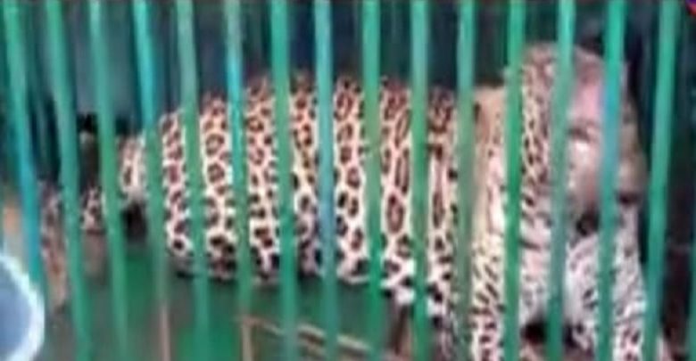 ಹುಣಸೂರು: ಅರಣ್ಯ ಇಲಾಖೆ ಇರಿಸಿದ್ದ ಬೋನಿಗೆ ಚಿರತೆ ಸೆರೆ