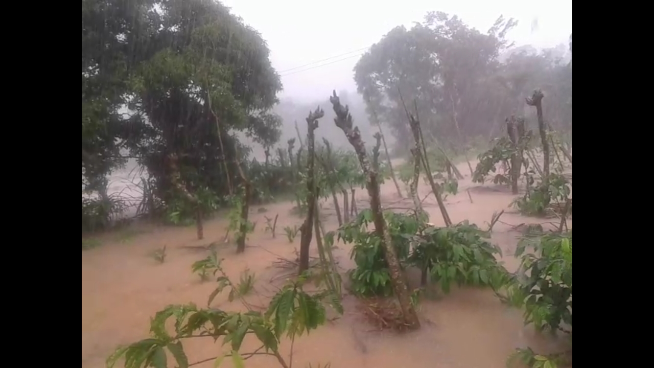 ಮಲೆನಾಡಿನಲ್ಲಿ ಧಾರಾಕಾರ ಮಳೆ: ಕಾಫಿ, ಅಡಿಕೆ, ಕಾಳುಮೆಣಸು, ಭತ್ತದ ಕೃಷಿಕರಲ್ಲಿ ಬೆಳೆ ನಷ್ಟದ ಭೀತಿ
