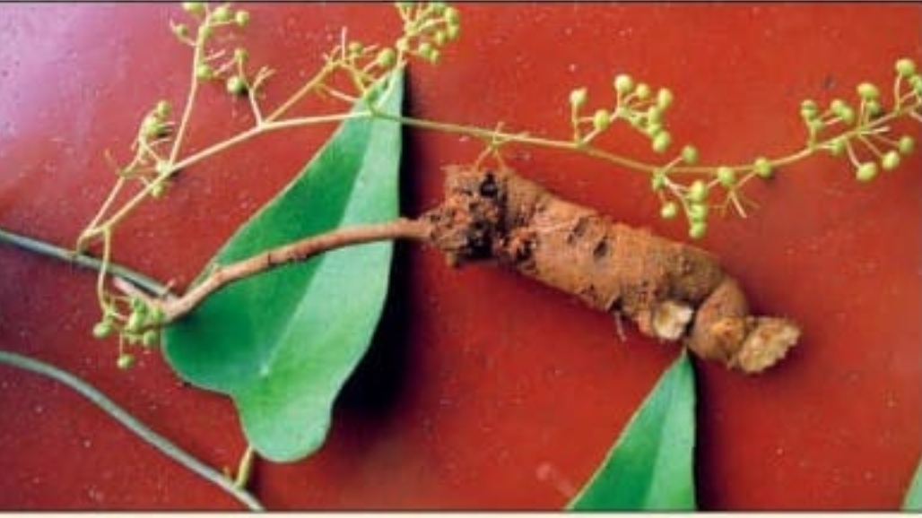 ಕ್ಯಾನ್ಸರ್‌ ನಿವಾರಕ ಔಷಧಿಯಾಗಿ ಹಡೆಬಳ್ಳಿ: ವಿಜ್ಞಾನಿಗಳ ಸಂಶೋಧನೆಯಿಂದ‌ ಮಂಗಳೂರು ವಿವಿಗೆ ಪ್ರಥಮ ಪೇಟೆಂಟ್