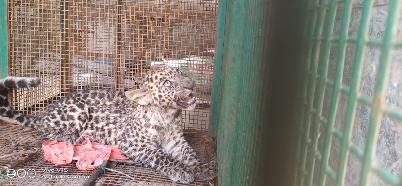 ಚಾಂತಾರು: ಬಾವಿಗೆ ಬಿದ್ದ ಚಿರತೆ ಮರಿಯ ರಕ್ಷಣೆ