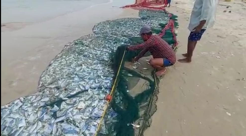 ಮಲ್ಪೆ ತೊಟ್ಟಂ ಸಮೀಪ ಕೈರಂಪಣಿ ಬಲೆಗೆ ಬಿದ್ದ ರಾಶಿ ರಾಶಿ ಪಾಂಪ್ಲೆಟ್ !