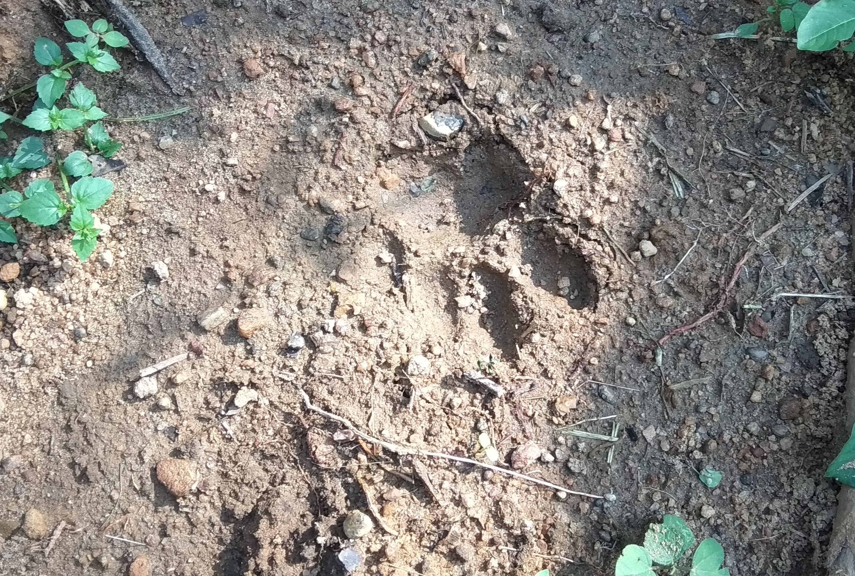 ಗುರುಪುರ ಬಡಕರೆಯಲ್ಲಿ ಚಿರತೆ ಹಾವಳಿ ?