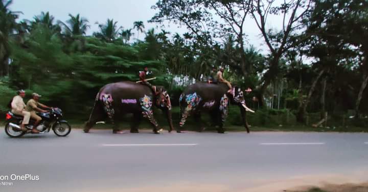 ಸಾಗರ ಮತ್ತು ಭಾನುಮತಿ ಆನೆಗಳಿಗೆ ಪಾಲಿಕೆಯಿಂದ ಅಗೌರವ; ಆರೋಪ