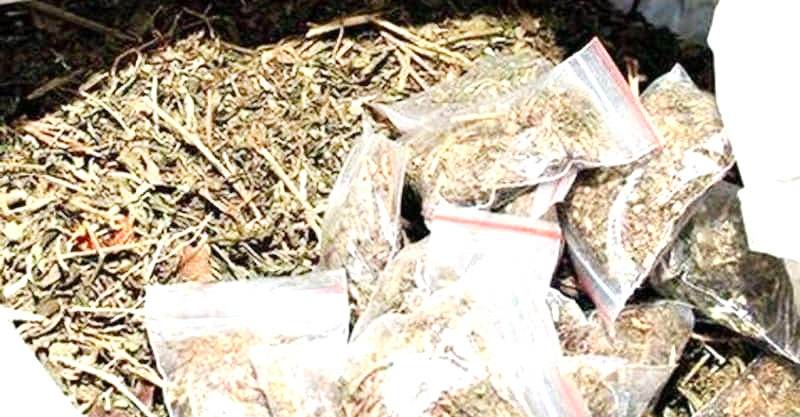 ವಾಣಿಜ್ಯ ಸ್ವರೂಪ ಪಡೆದುಕೊಂಡ ಗಾಂಜಾ ದಂಧೆ?