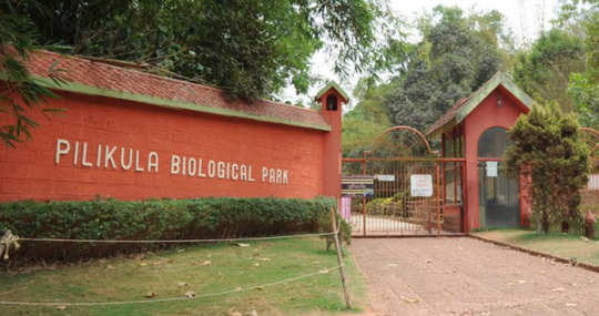 ಪಿಲಿಕುಳದ ಗೂಡಿನಿಂದ ಹೊರಬಂದಿದ್ದ ಸಿಂಹ !