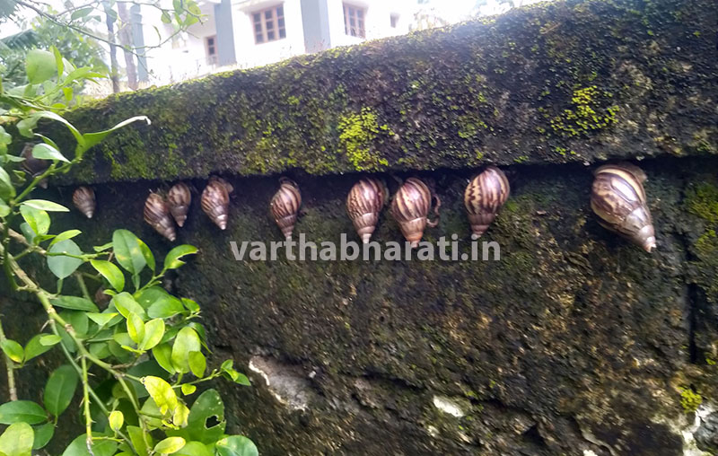 ಪರ್ಕಳದ ದೇವಿನಗರದಲ್ಲಿ ಶಂಖದ ಹುಳುಗಳ ಬಾಧೆ: ಸ್ಥಳೀಯರಲ್ಲಿ ತೀವ್ರ ಆತಂಕ