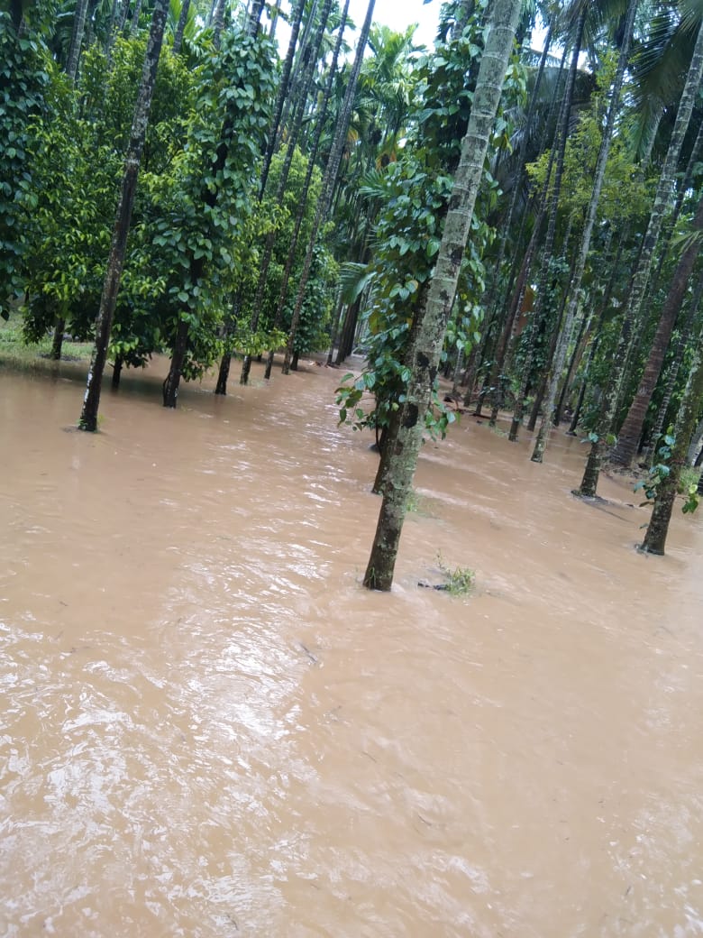 ಕಾಫಿನಾಡಿನಲ್ಲಿ ಧಾರಾಕಾರ ಮಳೆಗೆ ಭಾರೀ ನಷ್ಟ: ತರೀಕೆರೆಯಲ್ಲಿ ಹಲವೆಡೆ ಸಂಪರ್ಕ ಕಡಿತ, ಅಡಿಕೆ ತೋಟಗಳು ಜಲಾವೃತ