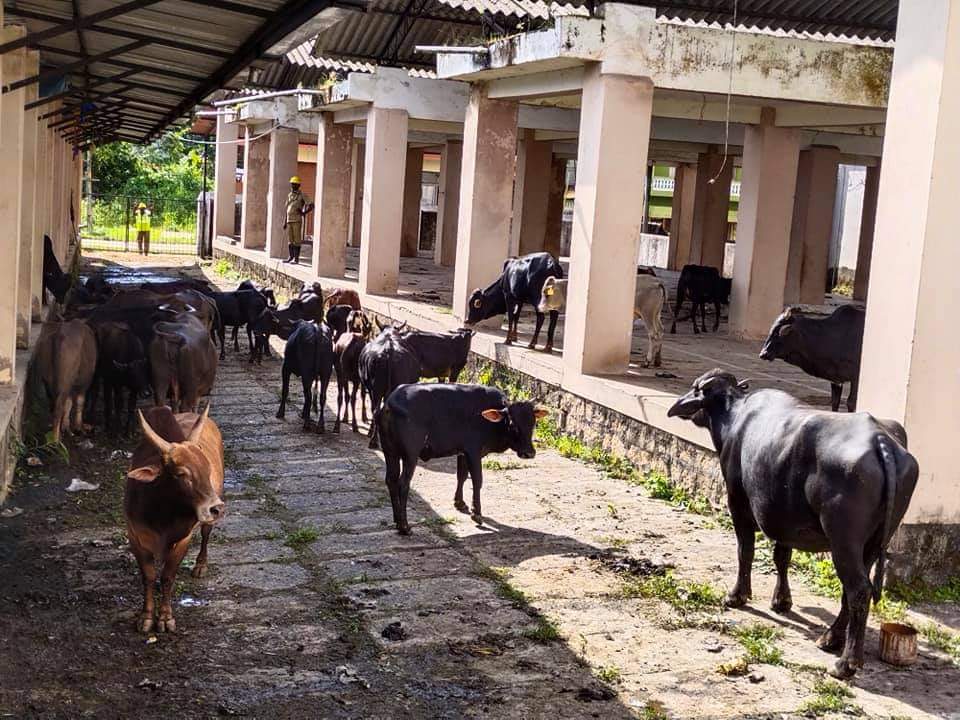 ರಾಷ್ಟ್ರಪತಿ ಭೇಟಿ ಹಿನ್ನೆಲೆ: ದನಕರುಗಳಿಗೆ ಆಹಾರ ನೀಡದೆ ಕೂಡಿ ಹಾಕಿದ ಶೃಂಗೇರಿ ಪ.ಪಂ ವಿರುದ್ಧ ಸಾರ್ವಜನಿಕರ ಆಕ್ರೋಶ