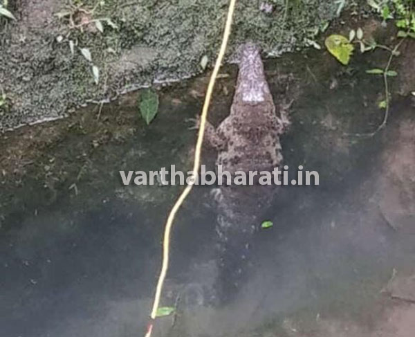 ಸುಳ್ಯ: ತೋಟದ ಕೆರೆಯಲ್ಲಿ ಮೊಸಳೆ ಪತ್ತೆ