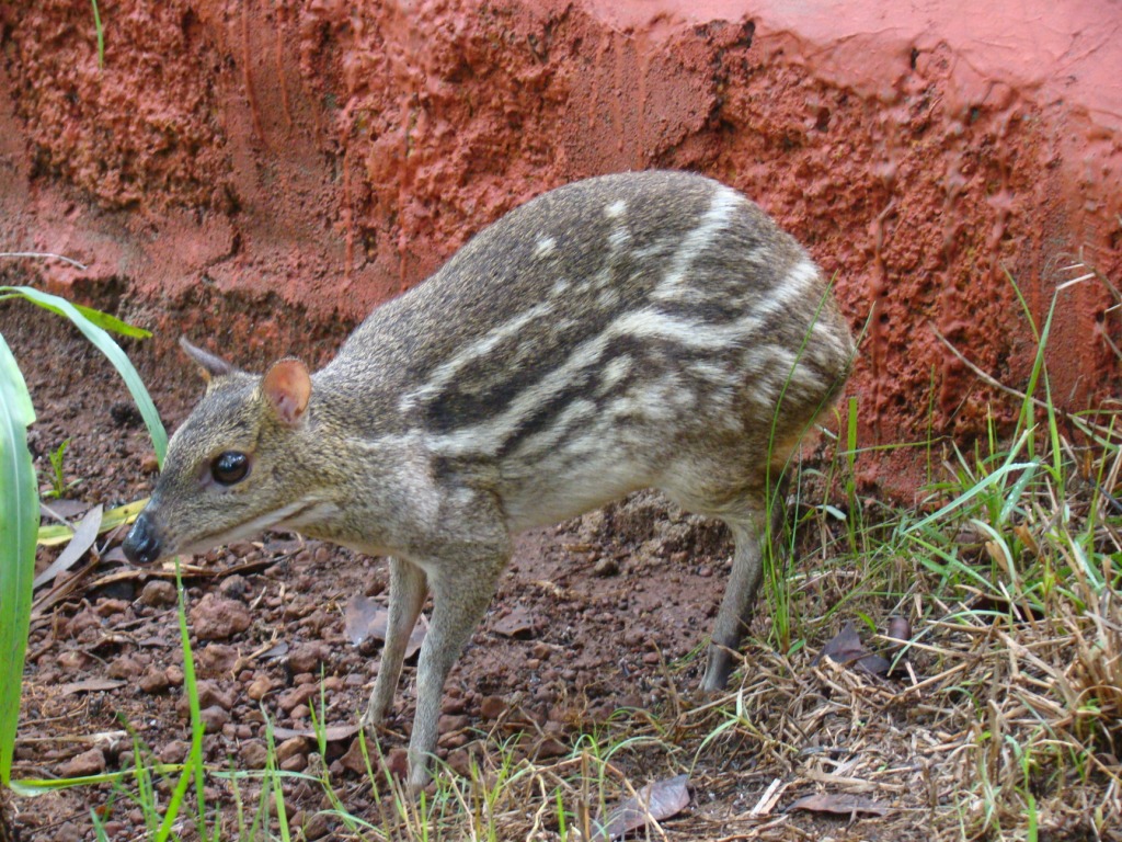 ಪಿಲಿಕುಳ ಮೃಗಾಲಯಕ್ಕೆ ಹೊಸ ಅತಿಥಿಗಳ ಆಗಮನ
