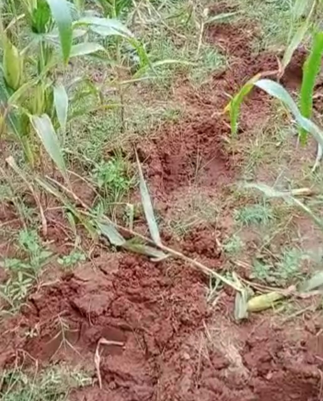 ಹನೂರು: ಒಂಟಿ ಸಲಗದಿಂದ ಬೆಳೆ ಹಾನಿ ; ರೈತರು ಕಂಗಾಲು