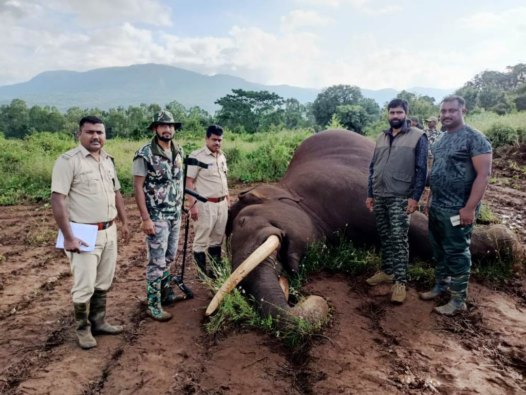 ಚಿಕ್ಕಮಗಳೂರು: ವಿದ್ಯುತ್ ತಂತಿ ಬೇಲಿ ಸ್ಪರ್ಶಿಸಿ ಕಾಡಾನೆ ಸಾವು