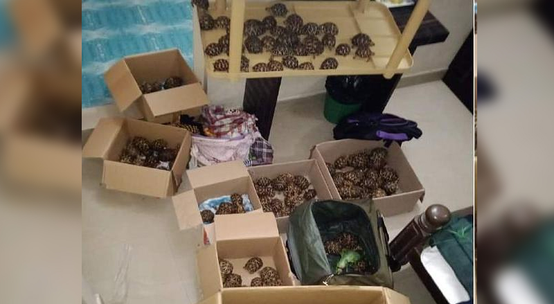 ಬೆಂಗಳೂರಿನಲ್ಲಿ 170 ನಕ್ಷತ್ರ ಆಮೆಗಳ ರಕ್ಷಣೆ