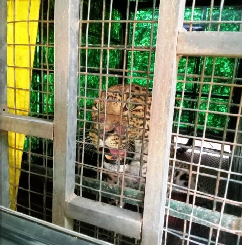 ಪಾಂಡವಪುರ: ಬೋನಿಗೆ ಬಿದ್ದ ಚಿರತೆ; ನಿಟ್ಟುಸಿರುಬಿಟ್ಟ ಗ್ರಾಮಸ್ಥರು