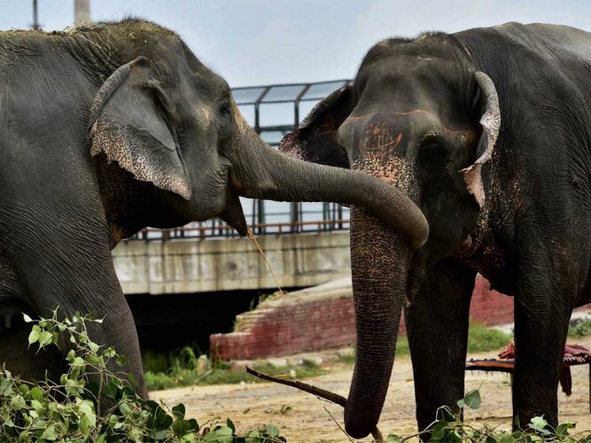 ಕರ್ನಾಟಕ: ಕಬ್ಬಿಣದ ಬೇಲಿ ದಾಟಿದ ಆನೆ: ವೀಡಿಯೊ ವೈರಲ್