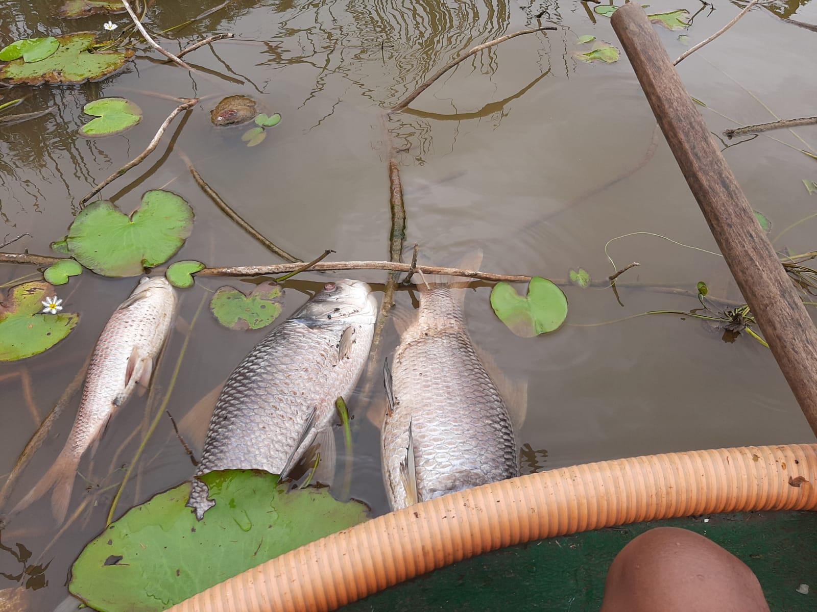 ಹುಣಿಸೆಹಳ್ಳಿ ಕೆರೆಯಲ್ಲಿ ಸಾವಿರಾರು ಮೀನುಗಳ ಸಾವು
