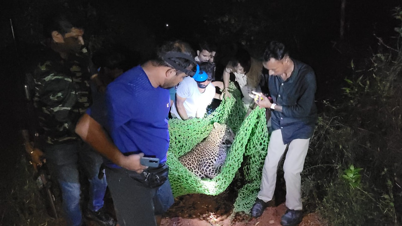 ಬಂಟ್ವಾಳ: ಉರುಳಿಗೆ ಬಿದ್ದ ಚಿರತೆಯ ರಕ್ಷಣೆ