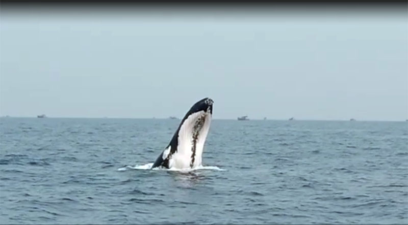 ಭಟ್ಕಳ: ಅರಬ್ಬಿ ಸಮುದ್ರದಲ್ಲಿ ಮೀನುಗಾರಿಕೆ ಬೋಟ್ ಸಮೀಪ ಪ್ರತ್ಯಕ್ಷವಾದ ಬೃಹತ್ ತಿಮಿಂಗಿಲ