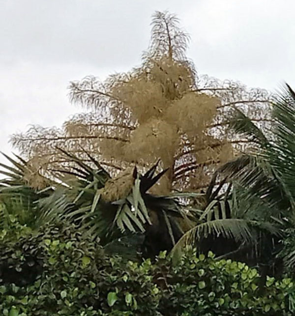 ಮೌಢ್ಯಕ್ಕೆ ಬಲಿಯಾಗಲಿರುವ ವೇಣೂರಿನ ಶ್ರೀತಾಳೆ ರಕ್ಷಣೆಗೆ ಯತ್ನ!