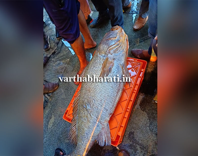 ಮಲ್ಪೆಯಲ್ಲಿ 1.80ಲಕ್ಷ ರೂ.ಗೆ ಮಾರಾಟವಾದ ‘ಘೋಲ್ ಫಿಶ್’!