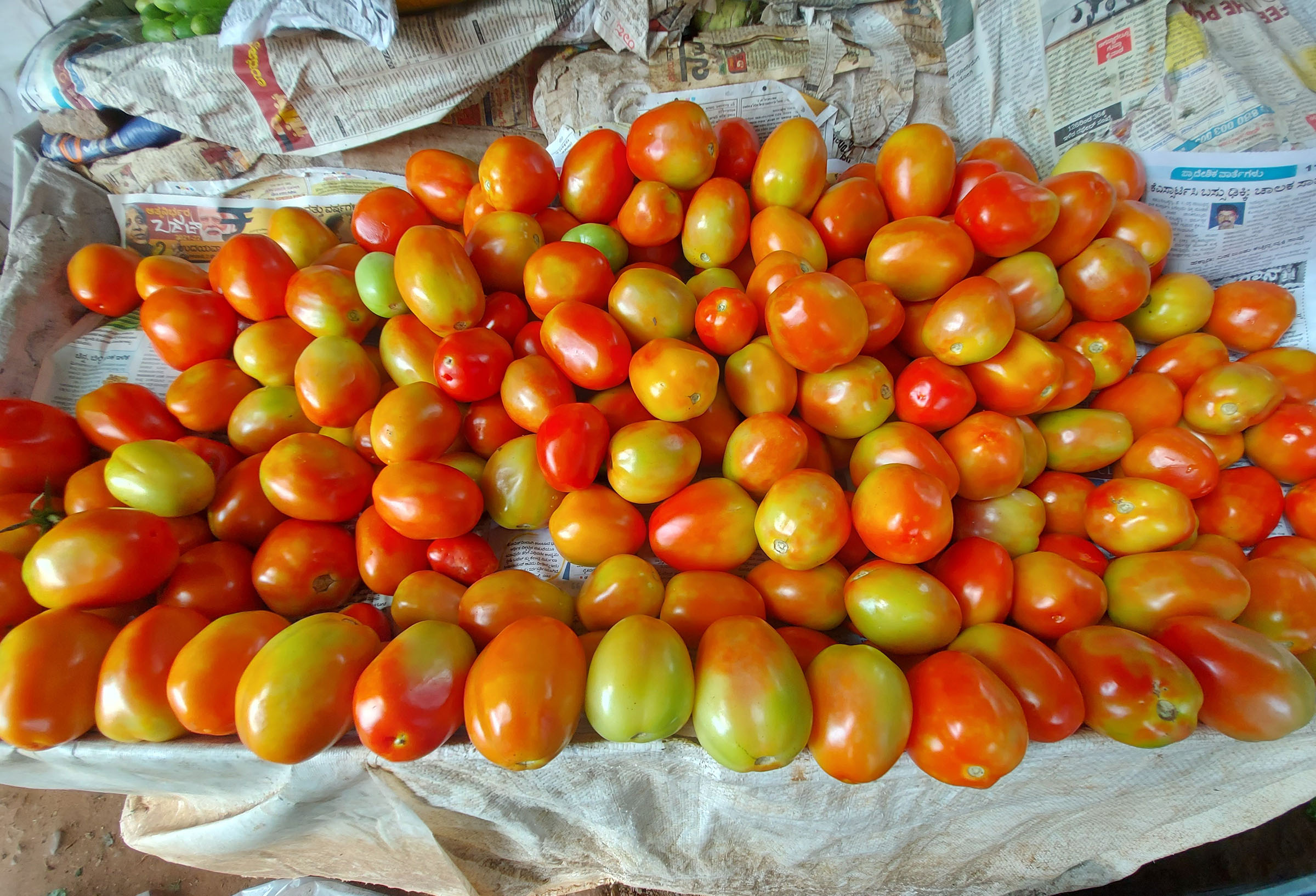 ಉಡುಪಿ ಸಹಿತ ಕರಾವಳಿಗೆ ನಾಸಿಕ್‌ನಿಂದ ಟೊಮ್ಯಾಟೊ ಪೂರೈಕೆ