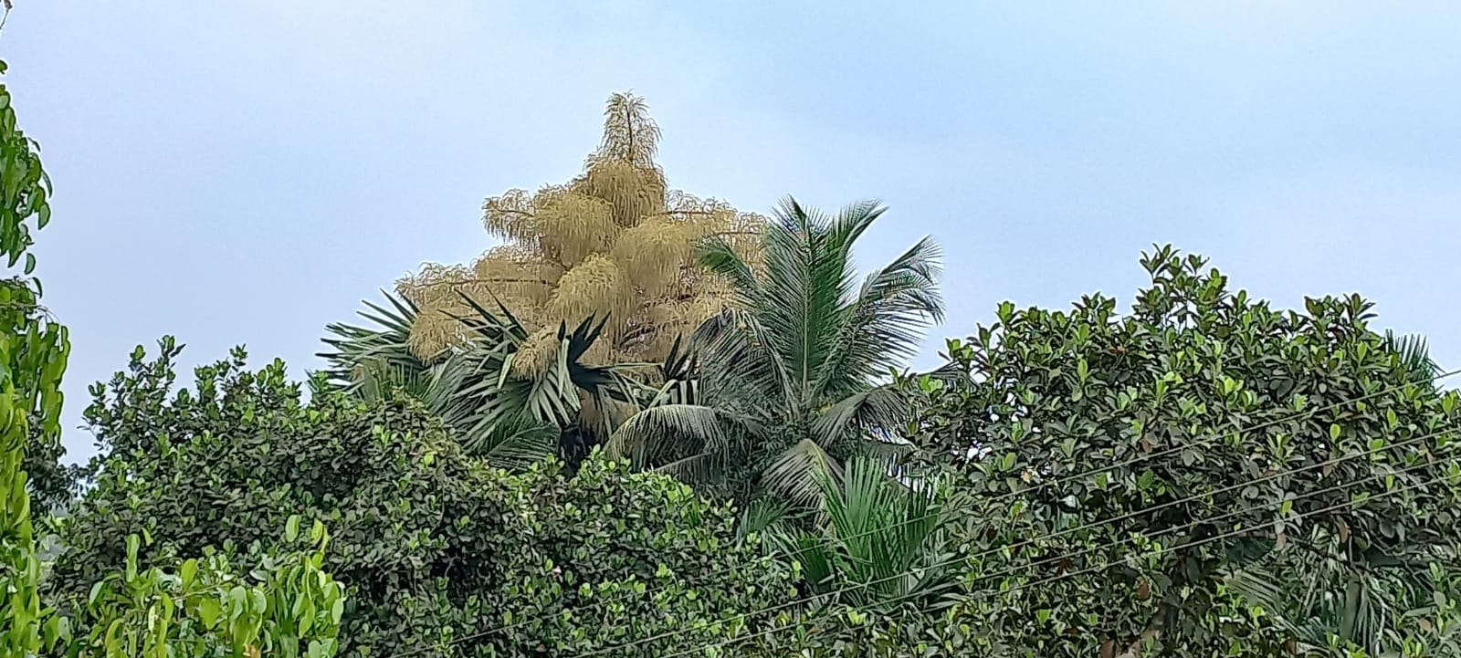 ವೇಣೂರು : ಕೊನೆಗೂ ಮೌಢ್ಯಕ್ಕೆ ಬಲಿಯಾದ ಶ್ರೀತಾಳೆ ಮರ