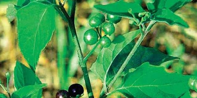 ಲಿವರ್ ಕ್ಯಾನ್ಸರ್ ಗೆ ಕಾಗೆ ಹಣ್ಣಿನಲ್ಲಿ ಔಷಧಿ : ಕೇರಳದ ಸಂಶೋಧನೆಗೆ ಅಮೆರಿಕ ಅಸ್ತು