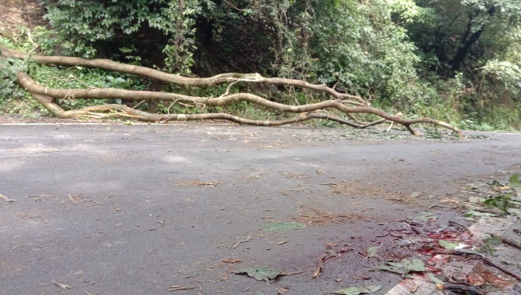 ಚಾರ್ಮಾಡಿ ಘಾಟಿ: ಚಲಿಸುತ್ತಿದ್ದ ಬೈಕ್ ಮೇಲೆ ಮರ ಬಿದ್ದು ಸವಾರ ಮೃತ್ಯು