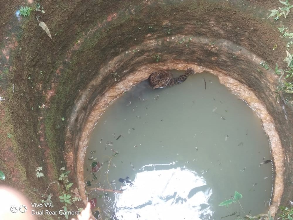 ಕಡಬ: ಕೋಳಿ ಹಿಡಿಯವ ಧಾವಂತದಲ್ಲಿ ಬಾವಿಗೆ ಬಿದ್ದ ಚಿರತೆ