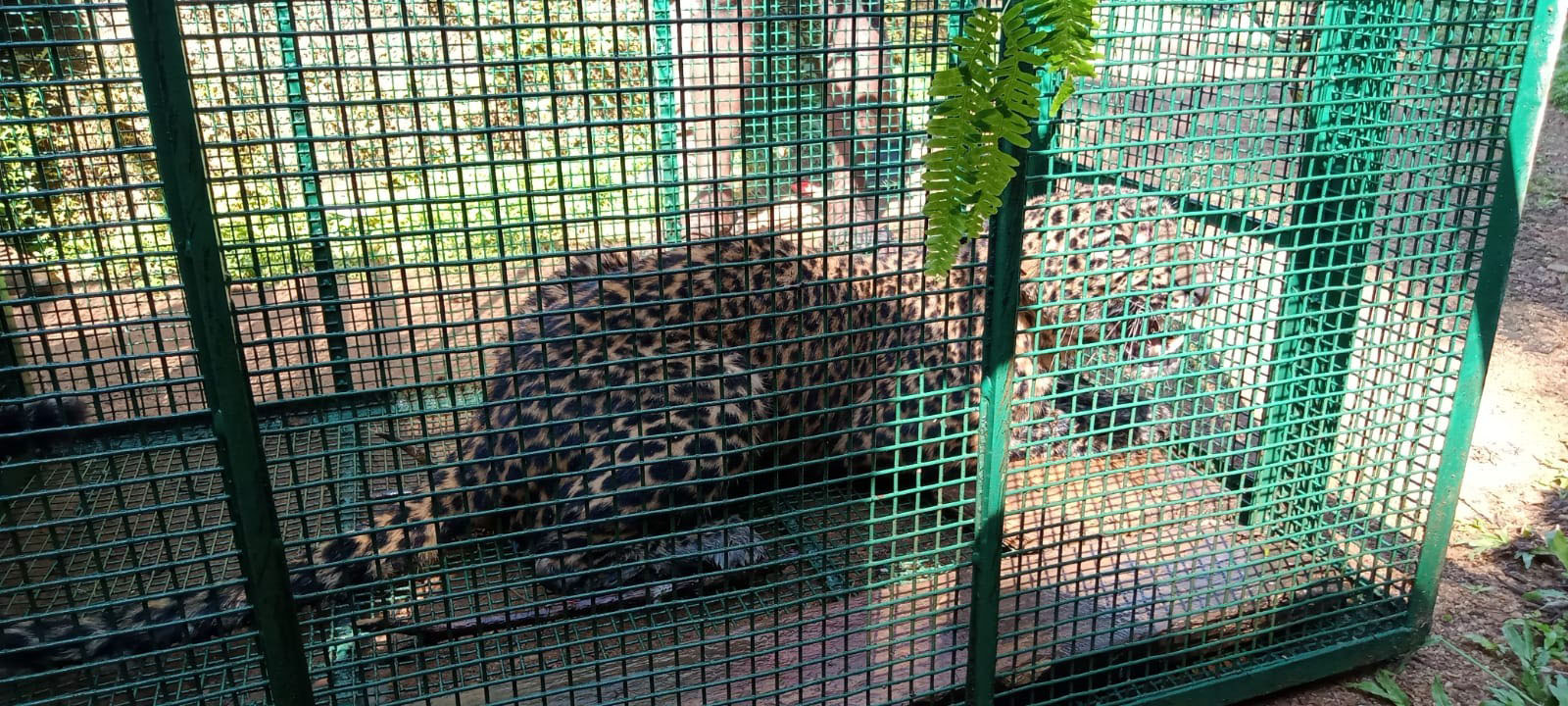 ಉಡುಪಿ : ಬಾವಿಗೆ ಬಿದ್ದ ಗಂಡು ಚಿರತೆಯ ರಕ್ಷಣೆ