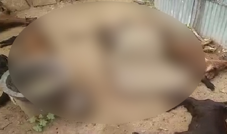 ಹನೂರು: ಕೊಟ್ಟಿಗೆಯಲ್ಲಿ ಕೂಡಿ ಹಾಕಿದ್ದ 20 ಮೇಕೆಗಳು ಸಾವು