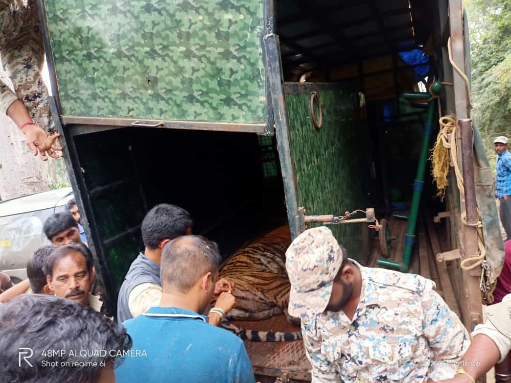 ಮಡಿಕೇರಿ: ನಾಣಚ್ಚಿ ಗ್ರಾಮವನ್ನು ಕಾಡಿದ ಹುಲಿ ಕೊನೆಗೂ ಸೆರೆ