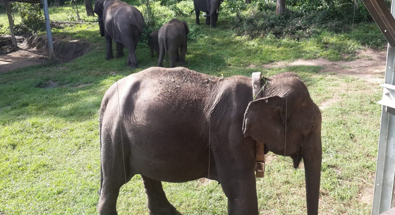 ಸಾಕಾನೆಗಳಿಂದ ಉಪಟಳ: 7 ಆನೆಗಳು ಬಂಡೀಪುರ ರಾಂಪುರ ಶಿಬಿರಕ್ಕೆ ಸ್ಥಳಾಂತರ