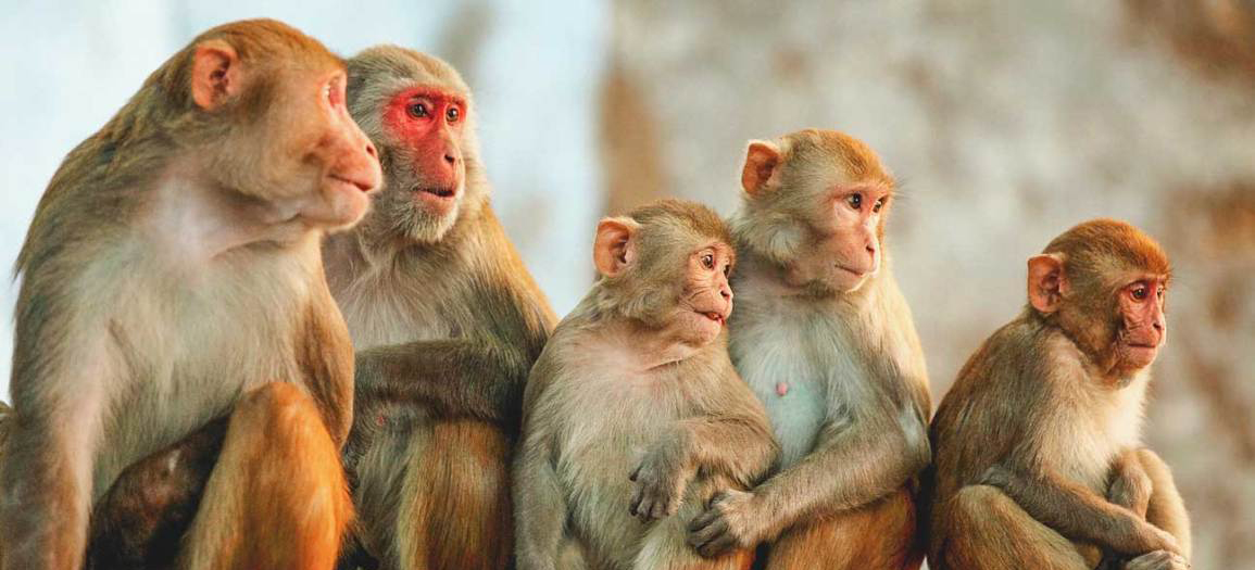 ಪ್ರತೀಕಾರಕ್ಕಿಳಿದ ಮಂಗಗಳ ಪಡೆ: 3 ತಿಂಗಳ ಅವಧಿಯಲ್ಲಿ 250ಕ್ಕೂ ಹೆಚ್ಚು ನಾಯಿಮರಿಗಳ ಹತ್ಯೆ