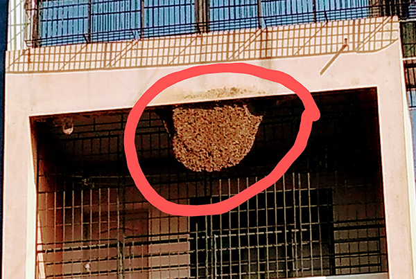 ಕಿನ್ನಿಗೋಳಿ: ಹೆಜ್ಜೇನು ದಾಳಿ; 8 ಮಂದಿ ಆಸ್ಪತ್ರೆಗೆ ದಾಖಲು