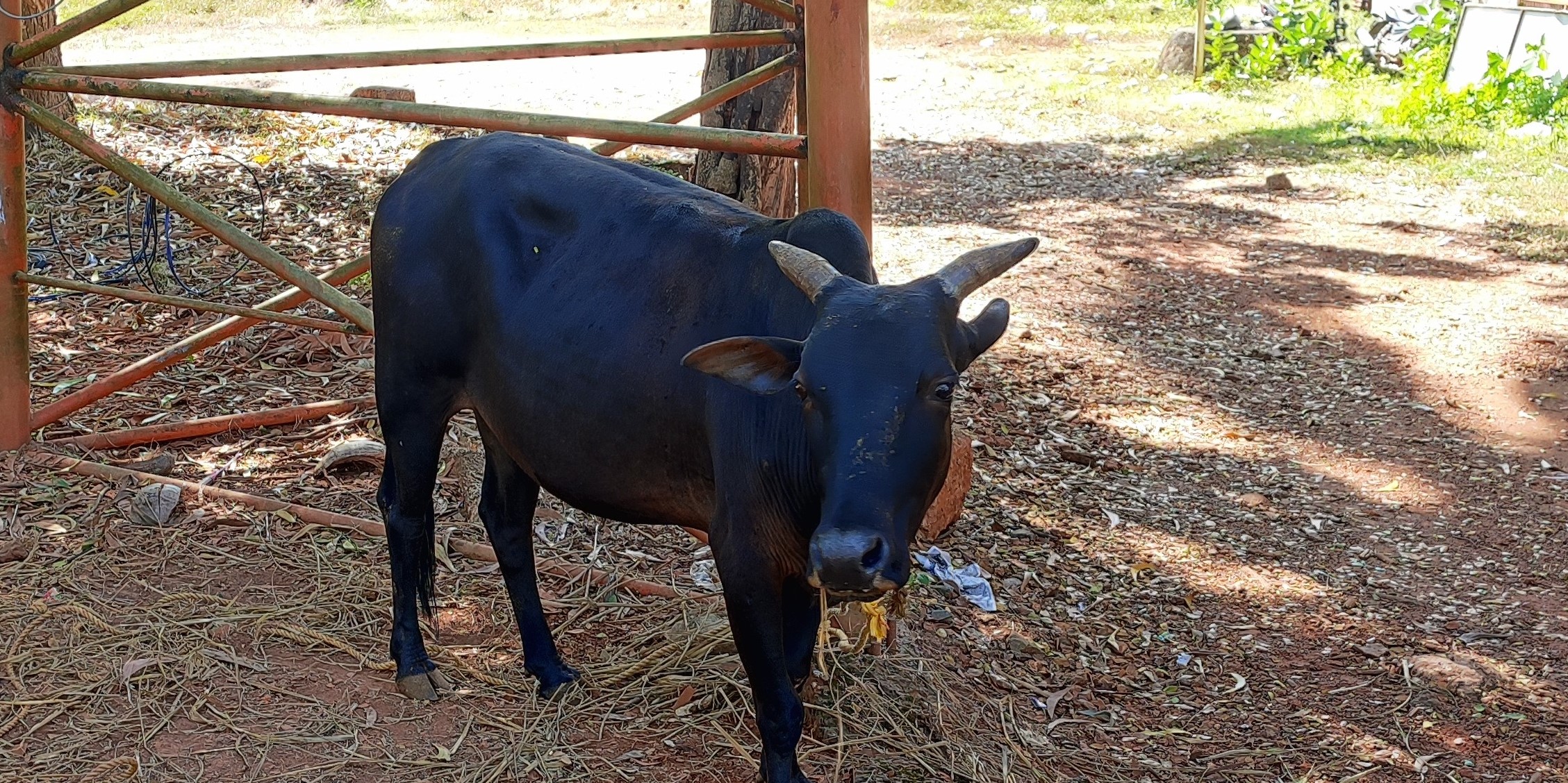 ಭಟ್ಕಳ: ಜಾನುವಾರು ಅಕ್ರಮ ಸಾಗಾಟ ಆರೋಪ; ಇಬ್ಬರ ಬಂಧನ