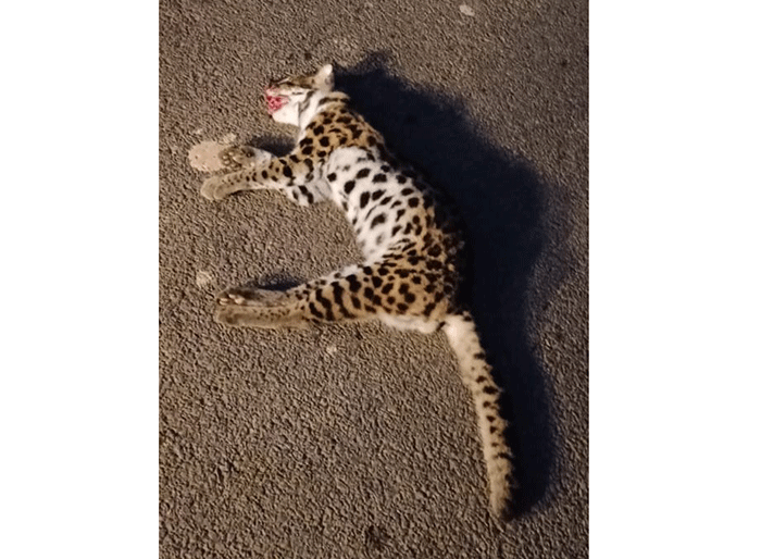 ಕಡಬ: ವಾಹನದಡಿಗೆ ಬಿದ್ದು ಚಿರತೆಯನ್ನು ಹೋಲುವ ಕಾಡುಬೆಕ್ಕು ಸಾವು