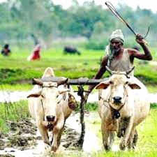 ಕಡಿಮೆಯಾಗುತ್ತಿರುವ ಹೊಲಗಳ ಗಾತ್ರ ಮತ್ತು ಹೆಚ್ಚುತ್ತಿರುವ ಹಸಿವು