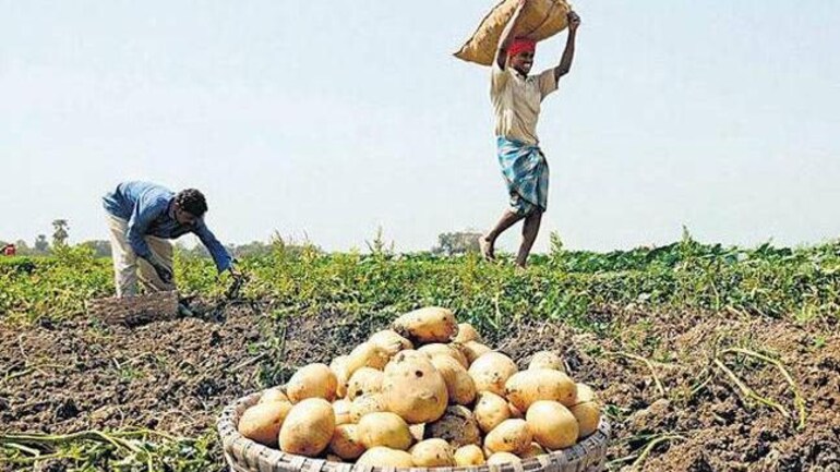 ಭಾರತದಲ್ಲಿ ಲೇಸ್ ಚಿಪ್ಸ್ ನಲ್ಲಿ ಬಳಸುವ ಆಲೂಗಡ್ಡೆ ತಳಿಯ ಮೇಲಿನ ಹಕ್ಕುಗಳನ್ನು ಕಳೆದುಕೊಂಡ ಪೆಪ್ಸಿಕೊ