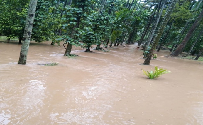 ಚಿಕ್ಕಮಗಳೂರು: ಅತಿವೃಷ್ಟಿಗೆ ಒಂದೇ ತಿಂಗಳಲ್ಲಿ 46,866 ಹೆ. ಪ್ರದೇಶದಲ್ಲಿ ಬೆಳೆ ಹಾನಿ