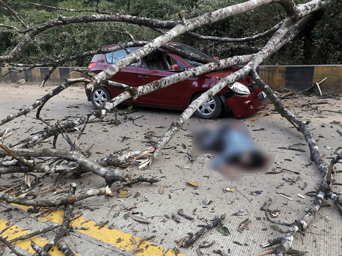 ಅಡ್ಡಹೊಳೆ: ನಿಲ್ಲಿಸಿದ್ದ ಕಾರಿನ ಮೇಲೆ ಬಿದ್ದ ಮರ: ಚಾಲಕ ಸ್ಥಳದಲ್ಲೇ ಮೃತ್ಯು