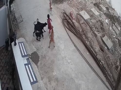 ನಾಲ್ಕು ವರ್ಷದ ಬಾಲಕಿಯ ಮೇಲೆ ಬೀದಿನಾಯಿಗಳ ದಾಳಿ, ಘಟನೆಯ ವೀಡಿಯೊ ಸಿಸಿಟಿವಿಯಲ್ಲಿ ಸೆರೆ