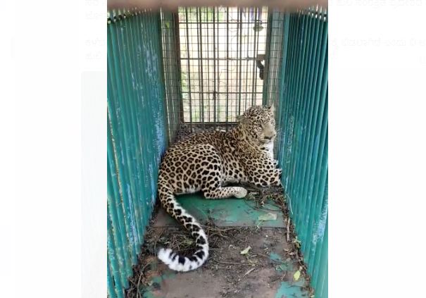 ಚಾಮರಾಜನಗರ: ಗ್ರಾಮದಲ್ಲಿ ಉಪಟಳ ನೀಡುತ್ತಿದ್ದ ಚಿರತೆ ಬೋನಿನಲ್ಲಿ ಸೆರೆ