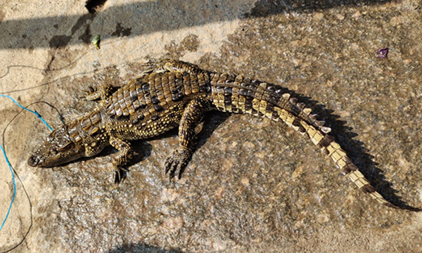 ಶಿವಮೊಗ್ಗ: ಮೀನು ಹಿಡಿಯಲು ಹಾಕಿದ್ದ ಗಾಳಕ್ಕೆ ಬಿದ್ದ ಮೊಸಳೆ ಮರಿ!