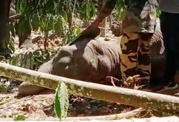 ಮಡಿಕೇರಿ: ನಂಜರಾಯಪಟ್ಟಣ ತೋಟದಲ್ಲಿ ಅಸ್ವಸ್ಥಗೊಂಡ ಕಾಡಾನೆ ಪತ್ತೆ