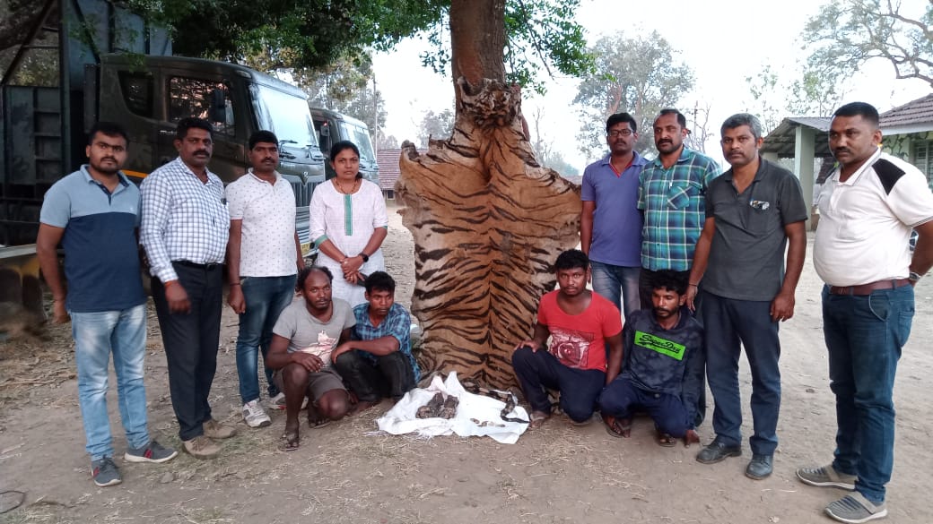 ಮಡಿಕೇರಿ: ಹುಲಿ ಚರ್ಮ, ಅಂಗಾಂಗಗಳ ಮಾರಾಟ ಯತ್ನ; ನಾಲ್ವರು ಆರೋಪಿಗಳ ಬಂಧನ