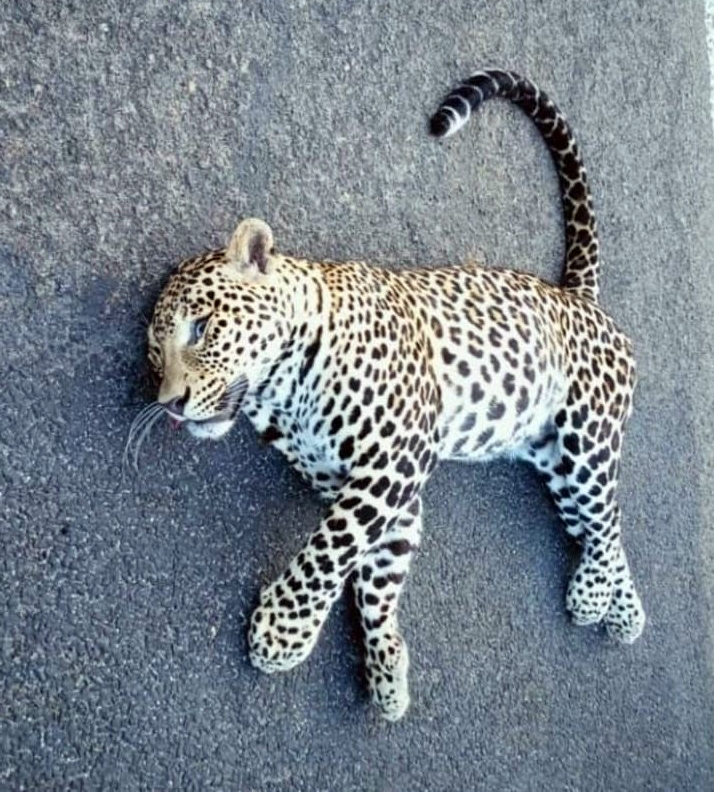 ಹನೂರು: ರಾಜ್ಯ ಹೆದ್ದಾರಿಯಲ್ಲಿ ಚಿರತೆಯ ಕಳೇಬರ ಪತ್ತೆ