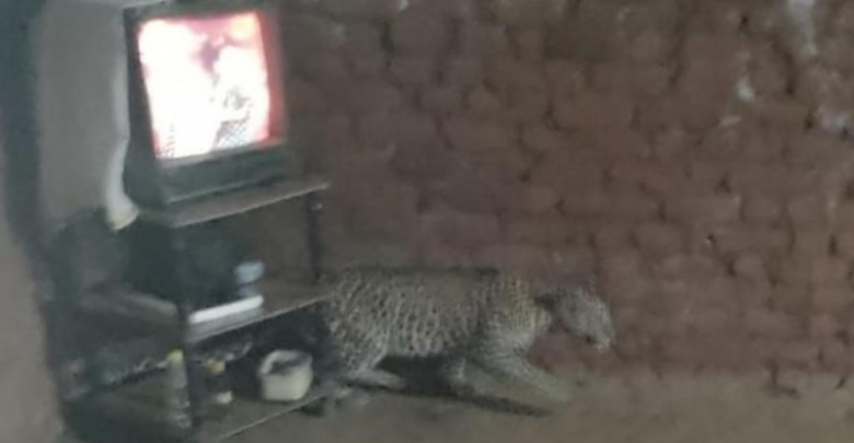 ನಂಜನಗೂಡು: ಮನೆಯೊಳಗೆ ನುಗ್ಗಿದ ಚಿರತೆ ಸೆರೆ